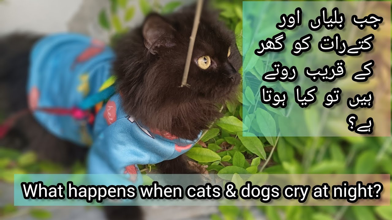 What Happens When Cats Dogs Cry At Night Kia Kuch Bura Hone Wala