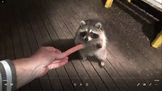 Monday Night Raccoon Video #1