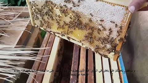 اجمل تلاوة من سورة النحل واوحى ربك الى النحل