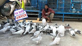 রেসিং সিজন শেষে সব কবুতর একসাথে