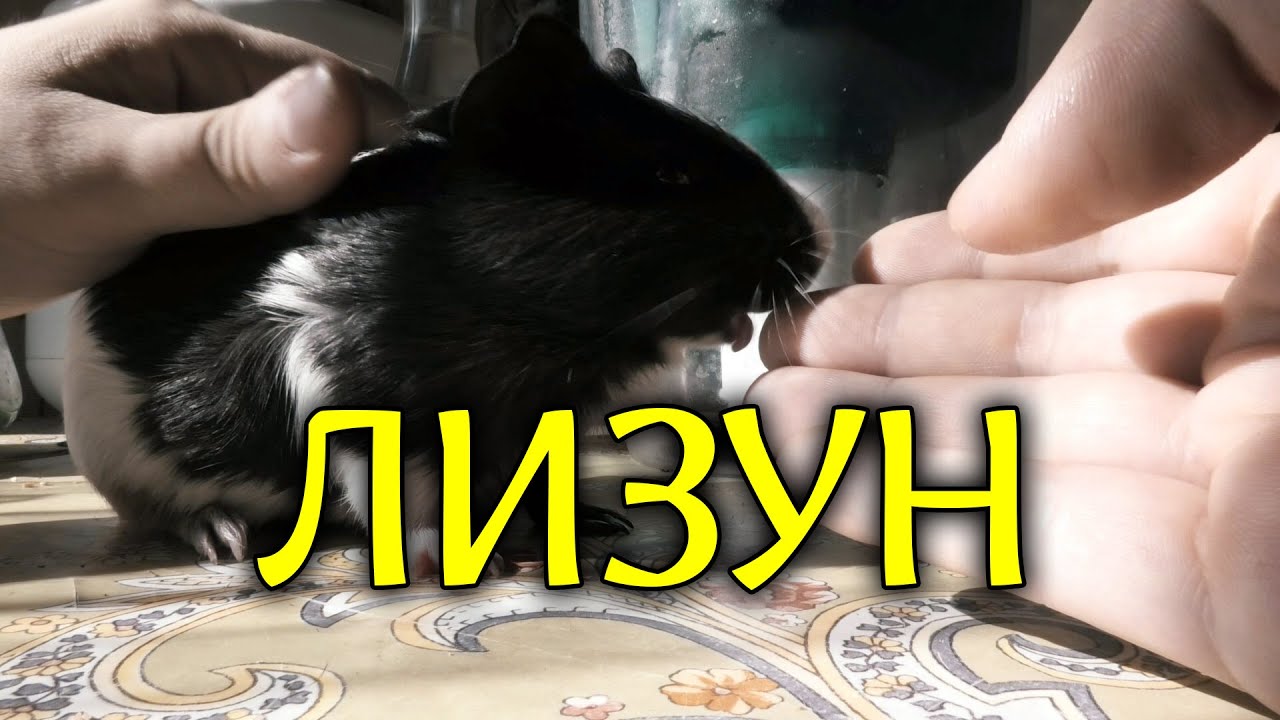 Морская свинка лижется. Почему морская свинка лижет руки? - YouTube