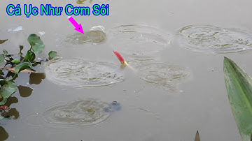 Câu Cá Rô Đồng , Cá Trê Mà Vô Chỗ Này Canh Nước Lớn Là Giật Mỏi Tay