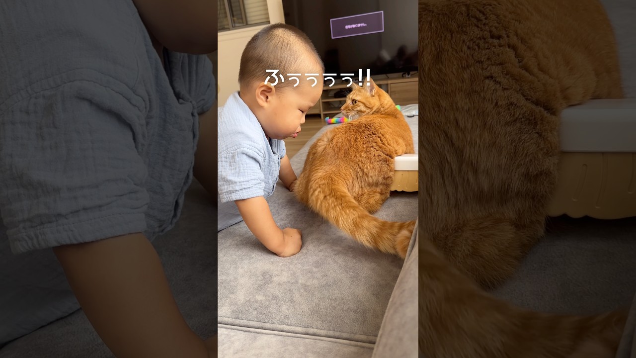 赤ちゃんに毛を吹かれて怒った猫がまさかの行動に【とらまる】