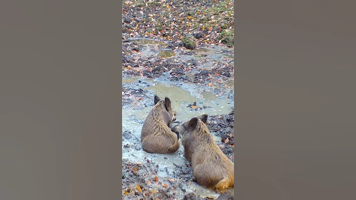 wild boar in the forest