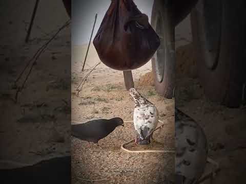 حمامه يا حمامه وش علومك تنوحين