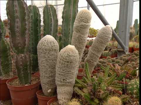 Vidéo: Qu'est-ce qu'un cactus à colonne : faire pousser un cactus péruvien dans le jardin