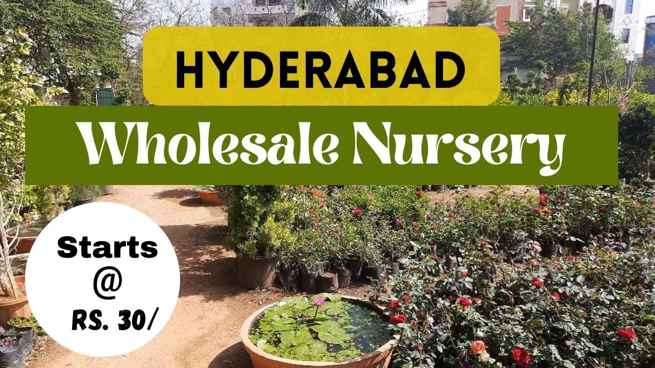 Rare Plants Nursery/ Cheapest Nursery in Hyderabad/ Wholesale Nursery