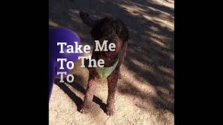 Dog Walkers in San Francisco Bay Area