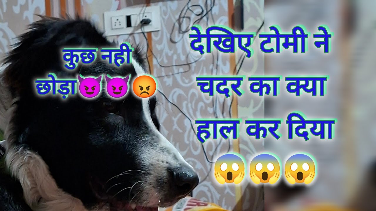 gurleen Tommy vlogs is live