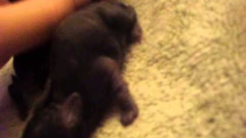 Bottle feeding orphaned babies part 1 of 2 videos made