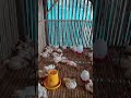 apapun itu hanya di nakagawafarm #trending #vlog #pertenakan #nakagawafarm