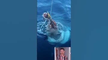 Sát Thủ Đại Dương: Cá Mập Săn Mồi Một Cách Tàn Bạo Nhất