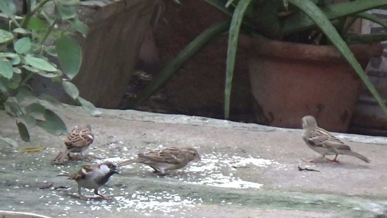 Birds Eating YouTube