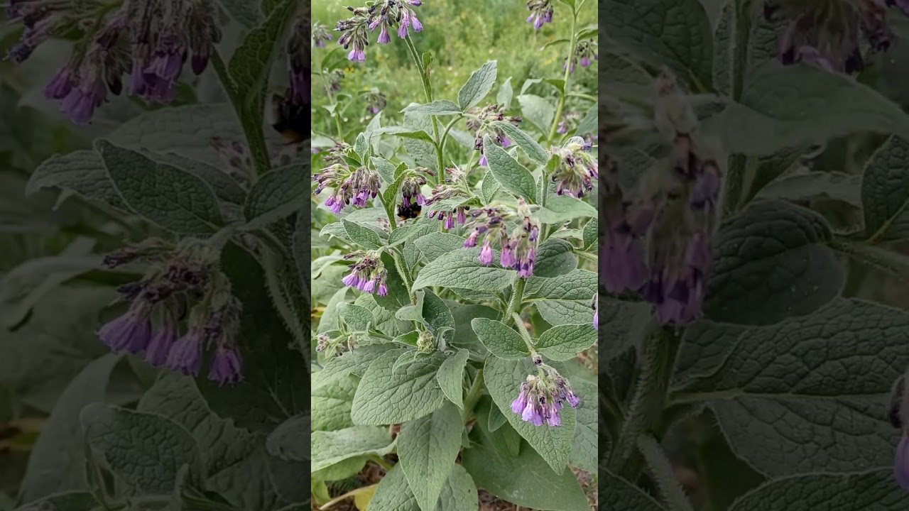 Buzz Pollination by Bumblebee #bumblebee #buzz #pollination #pollinators #bees #wildflowers #bee