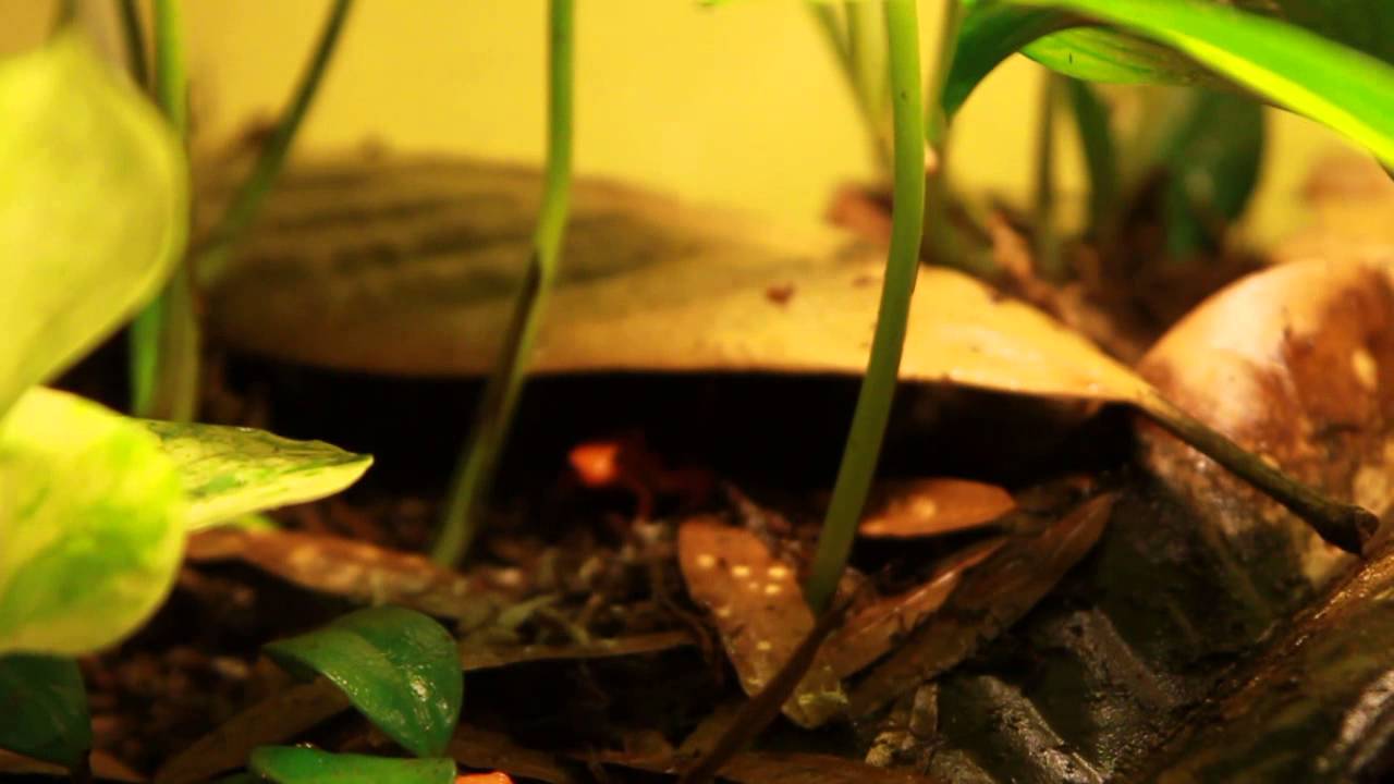 M. Aurantiaca (Golden Mantella)