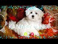 KANAKADANDI Name Ringtone || KANAKADANDI naam ki ringtone | KANAKADANDI name smart ringtone | iphone