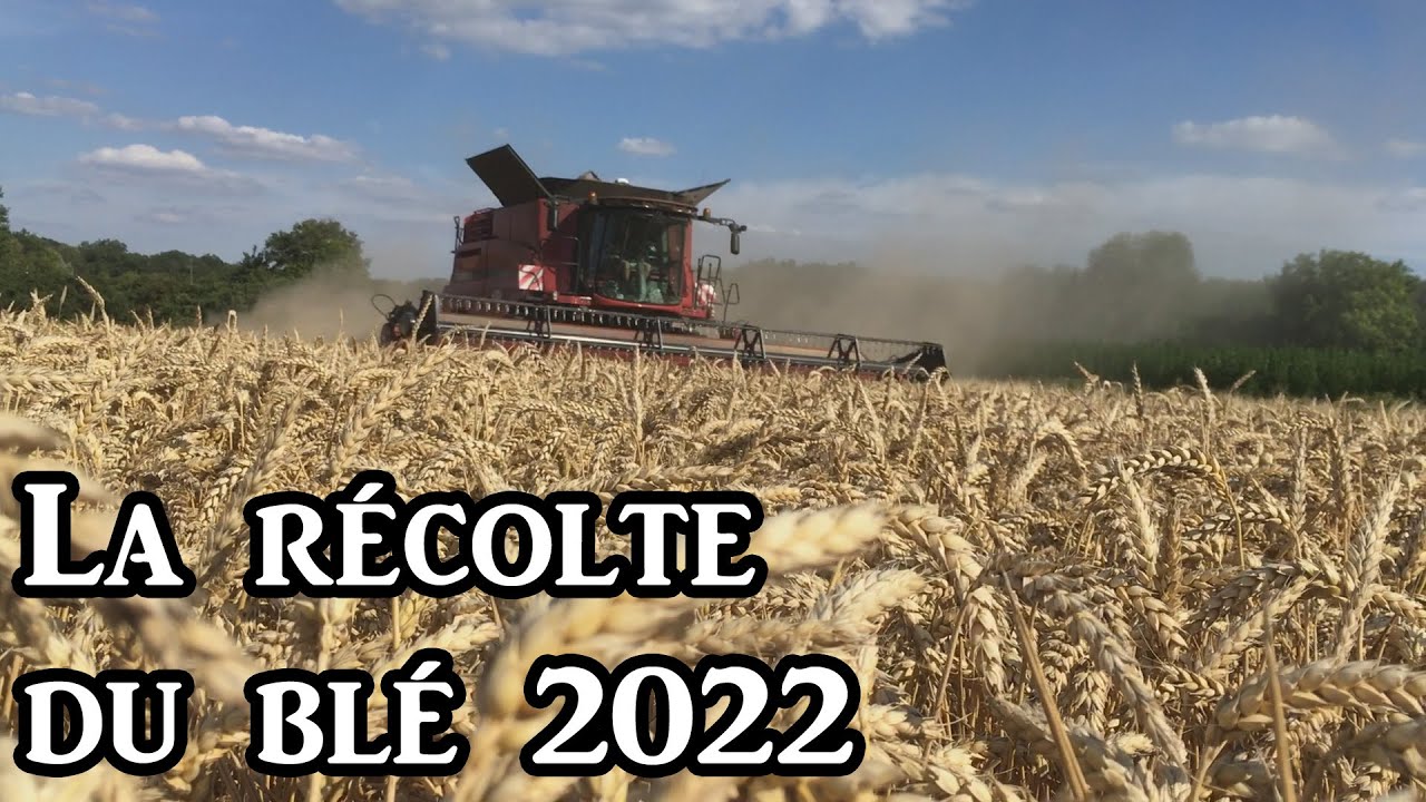 La moisson du blé 2022