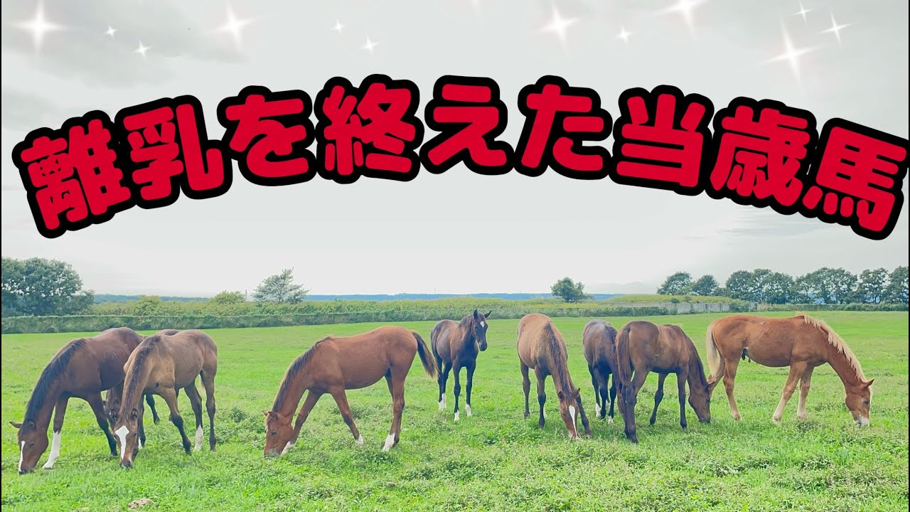 離乳を終えた当歳馬達