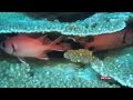 scientists raise alarm over preserving