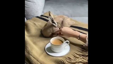 Setting goals is the first step in turning the invisible into the visible. — Tony Robbins