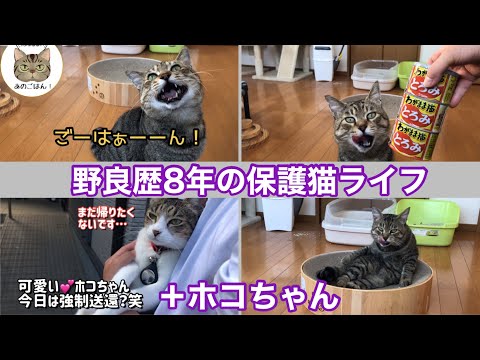 野良歴8年の保護猫ルーティン＋先住猫散歩
