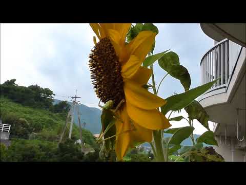 grass hopper eating pollen of sunflower ひまわりの花粉を食べるバッタ2014 08 14