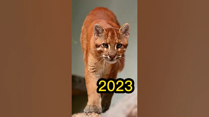 Video 8050911: asian golden cat