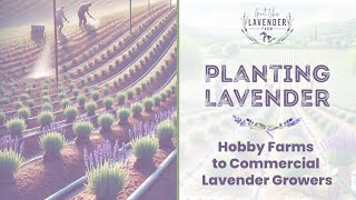 Lavender Planting Guide | From Small-Scale Grower to Commercial Farm Success Lavender Planting Guide | From Small-Scale Grower to Commercial Farm Success