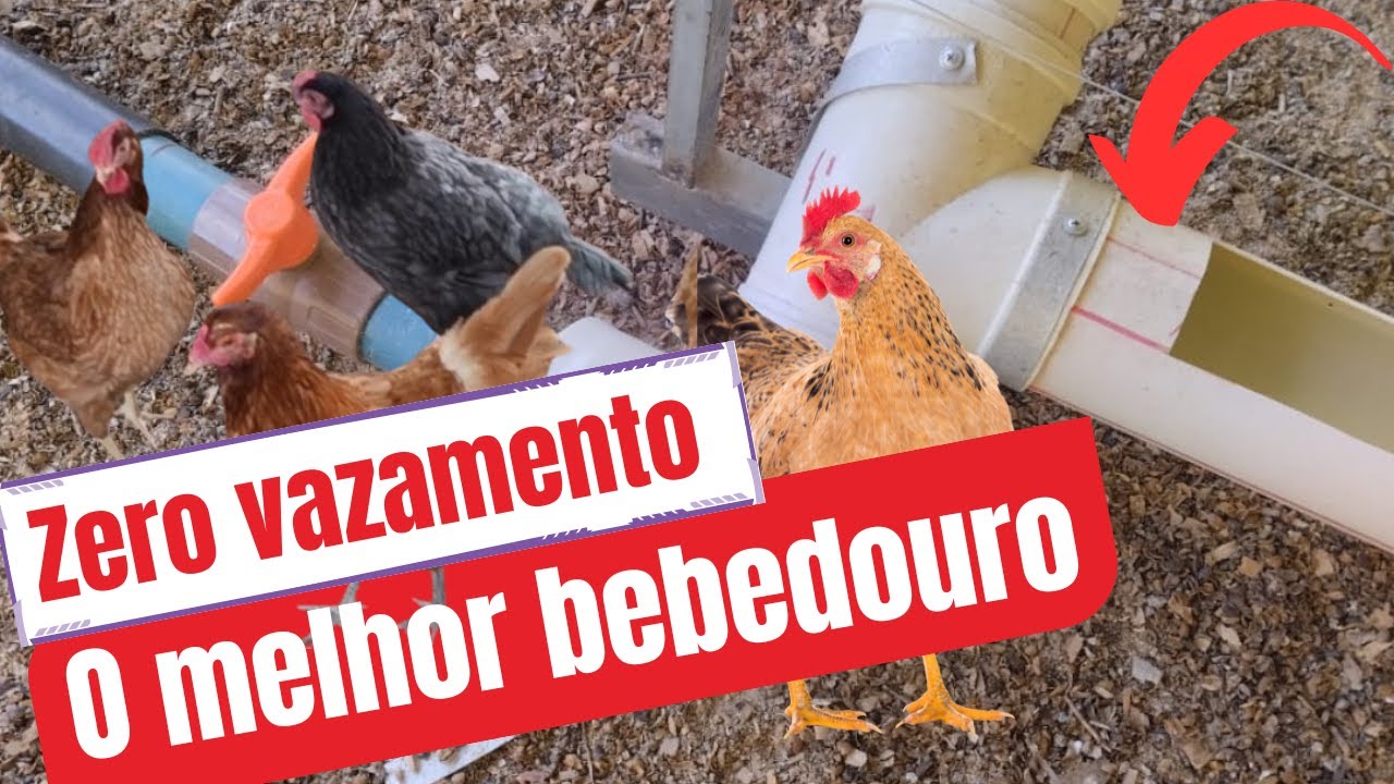 COMO FAZER O MELHOR BEBEDOURO PARA GALINHAS  . ZERO VAZAMENTO