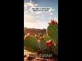 ¡El superalimento que tu dieta necesita! Descubre el poder del nopal.