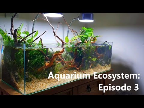 aquarium ecosystem