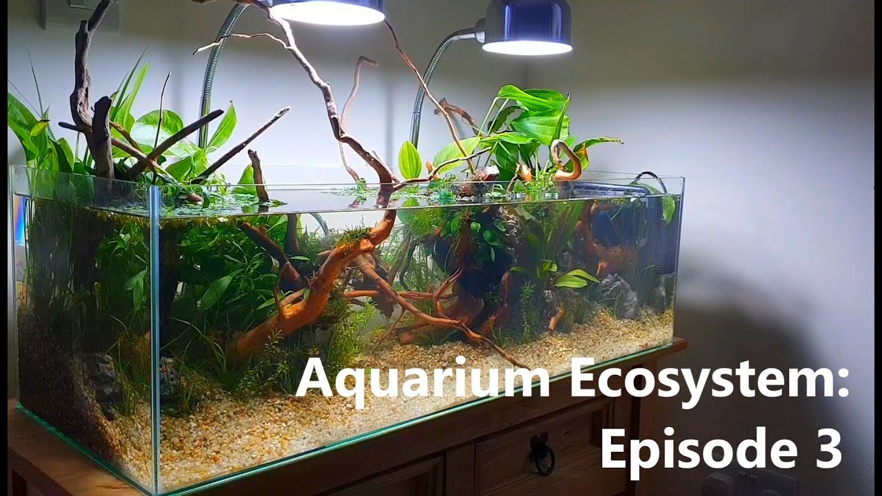 aquarium ecosystem