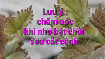 Chăm sóc : " Nho mẫu đơn"( Nho sữa Hàn Quốc) sau khi cắt cành bật chồi!