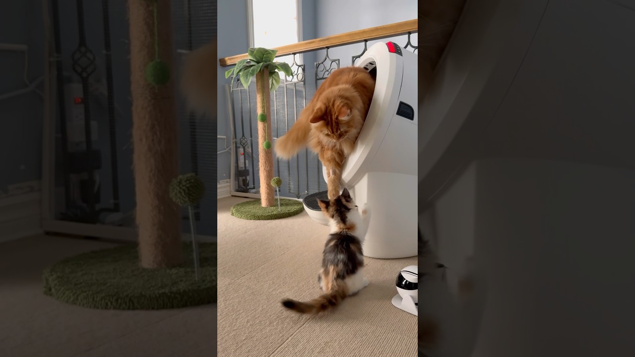 The journey to becoming best friends 🧡🤍🖤 