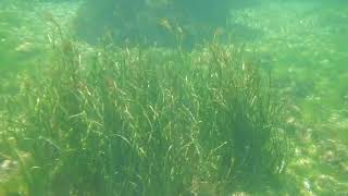 Grand Syngnathe Et Tache De Zostère Marine - Étang De Berre
