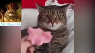 2K17 - The Best Scare Cat Compilation - Funny Cats - BestVine