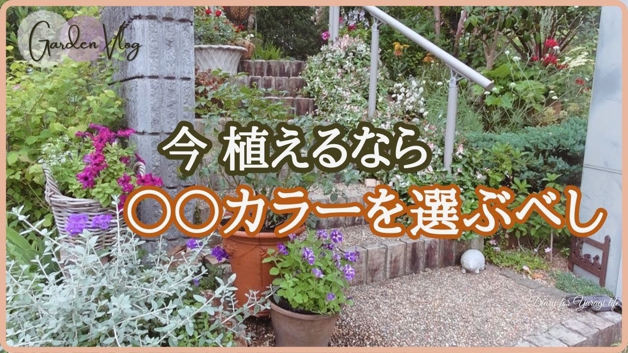 初夏に必ず植えたい毎年楽しめる素敵な花/夏から晩秋まで楽しめる花壇作り/番外編