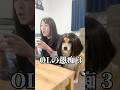 メイク直しながら愚痴るOLと興味のないOL #柴犬 #shorts