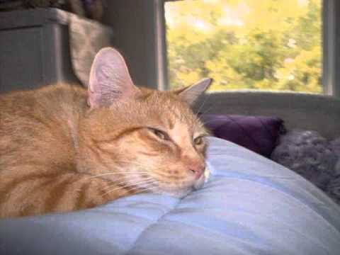 old dog haven adoptable