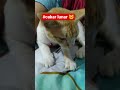 Cakar yg memijat 🐱 #catlovers #cat #kucing #kucinglucu #mewers