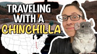 Traveling With A Chinchilla | Linus Goes To Georgia