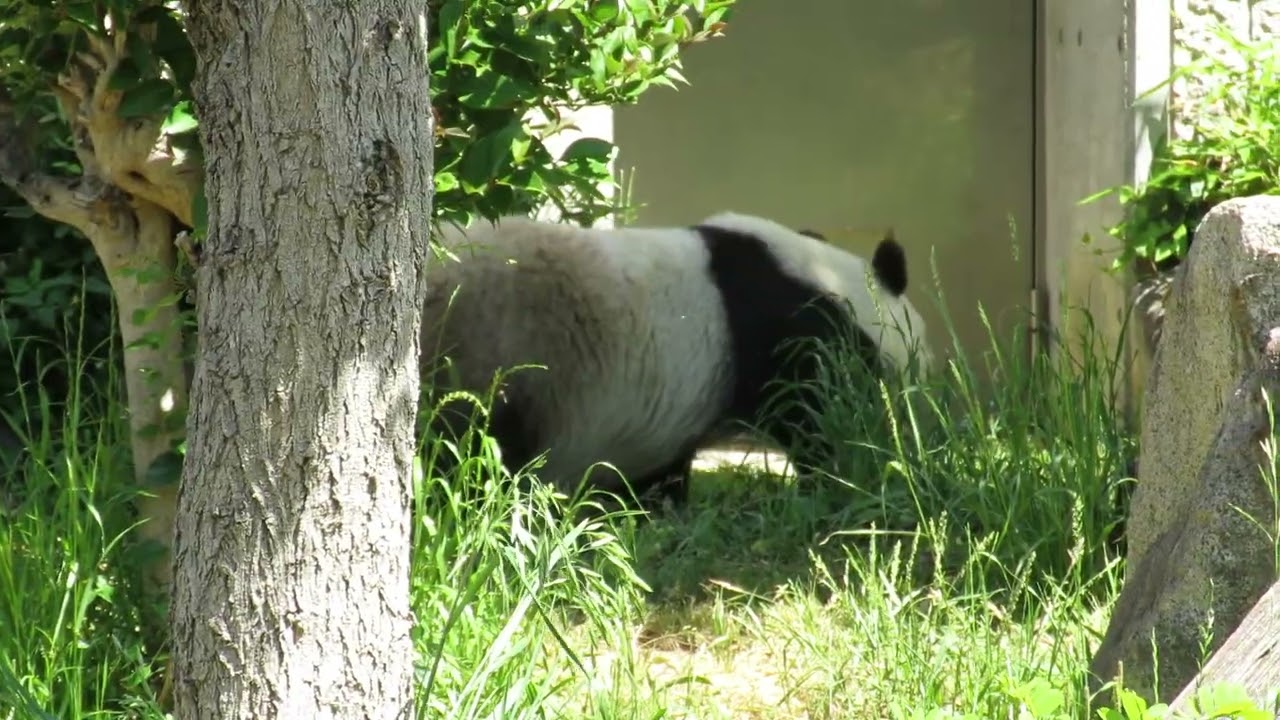 May 23, 2019 [Selected] Panda sitting on a rock and eating grass