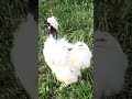 Good morning showgirl rooster crow!