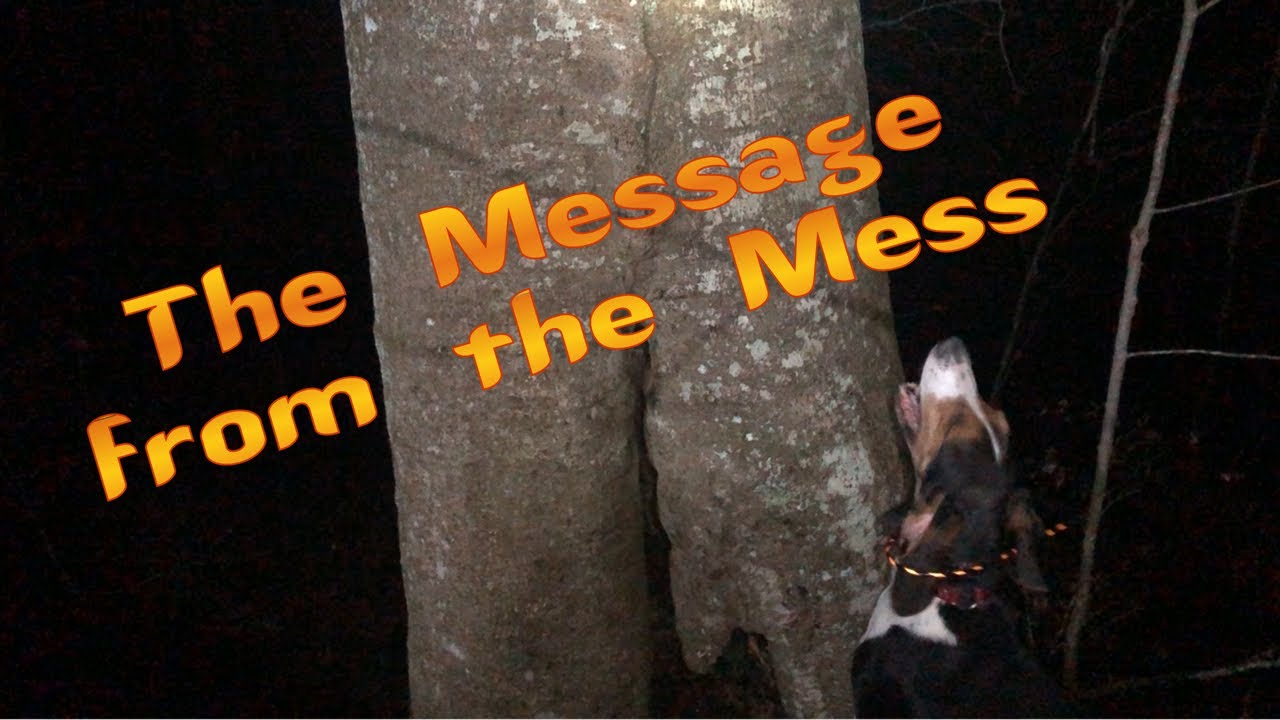 Coon hunting Mingo County, WV...Always lookin’ up YouTube