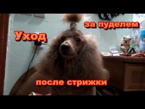 Расчесывание пуделихи Цацки после купания