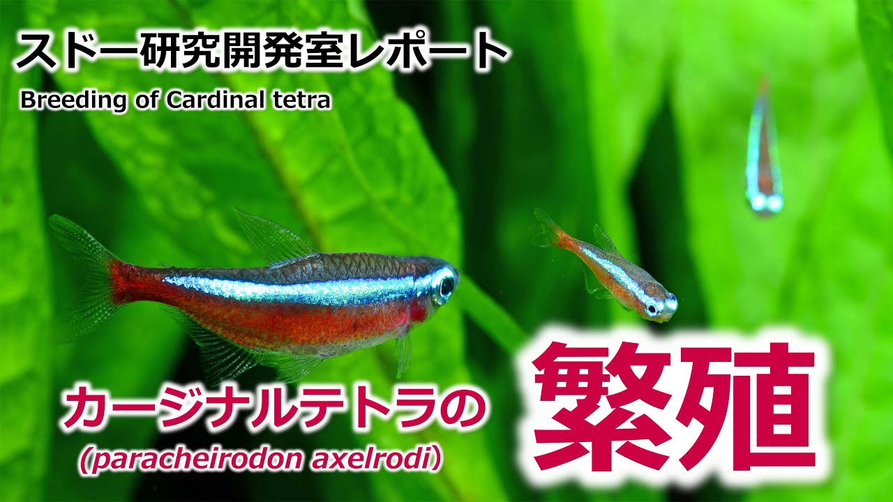 熱帯魚 カージナルテトラの繁殖 Youtube