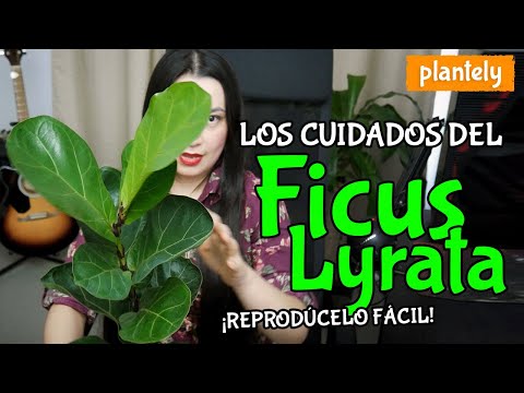 Cómo Cuidar y Reproducir Ficus Lyrata, Higuera de Hojas de Violín, Pandurata | Plantely