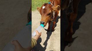 cow baby is cute eating water 💦 plz subscribe please love me