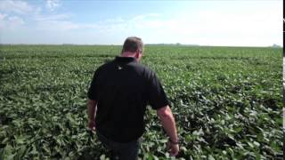 Highest Quality Food Grade Soybeans from Midwest Shippers Association companies