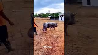 Breeding Pig With Big Testicles 